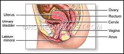 Uterus and Vagina